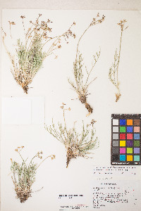 Peucedanum graveolens image