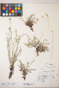 Peucedanum graveolens image