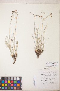 Peucedanum graveolens image