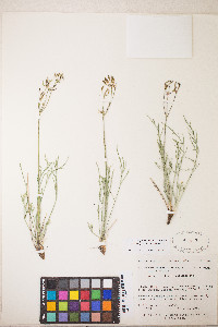 Peucedanum graveolens image