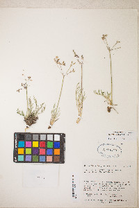 Peucedanum graveolens image