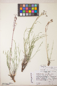 Peucedanum graveolens image