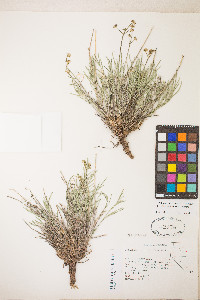 Peucedanum graveolens image