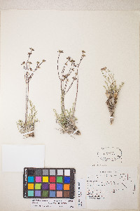 Peucedanum graveolens image