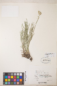 Peucedanum graveolens image