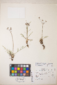 Peucedanum graveolens image