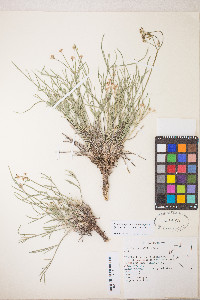 Peucedanum graveolens image