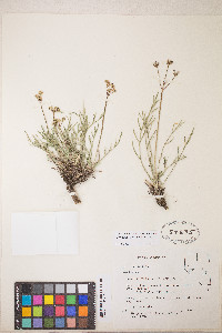 Peucedanum graveolens image