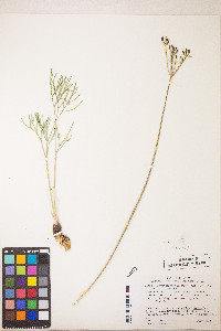 Lomatium graveolens image