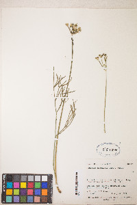 Lomatium graveolens image