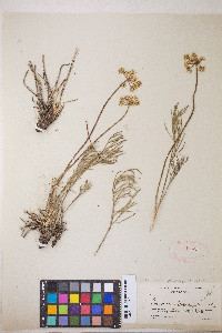Lomatium graveolens image