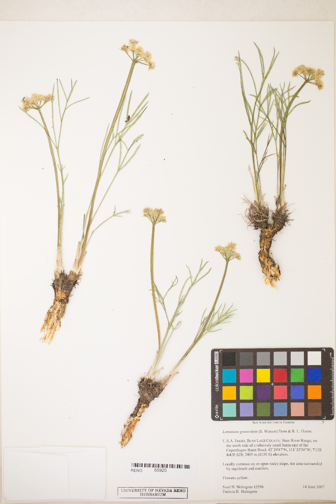 Lomatium graveolens image
