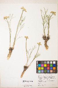 Lomatium graveolens image