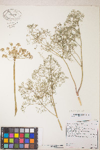 Lomatium klickitatense image