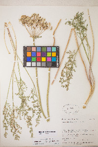 Lomatium grayi image