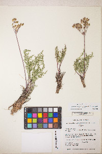 Lomatium grayi image