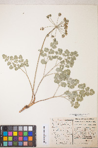 Lomatium howellii image