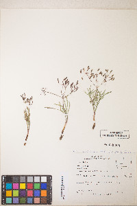 Lomatium idahoense image
