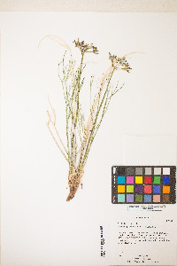 Lomatium junceum image