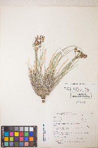 Lomatium junceum image
