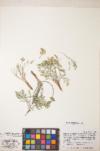 Lomatium juniperinum image