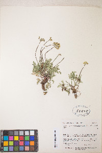 Lomatium juniperinum image