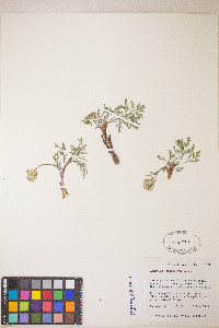 Lomatium juniperinum image