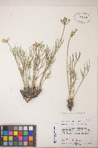 Peucedanum graveolens image