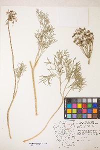 Lomatium laevigatum image