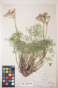Lomatium laevigatum image