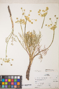 Lomatium bicolor image
