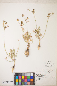 Lomatium bicolor image