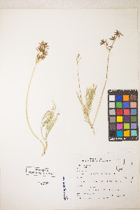 Lomatium bicolor image