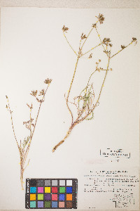 Lomatium bicolor image