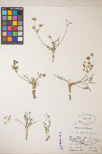 Lomatium bicolor image