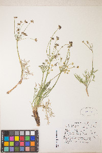 Lomatium bicolor image