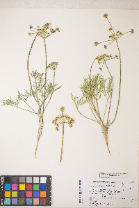 Lomatium bicolor var. leptocarpum image