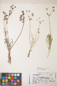 Lomatium bicolor image