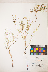 Lomatium bicolor image
