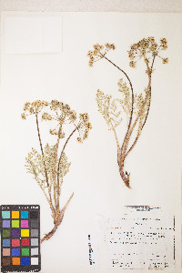 Lomatium macrocarpum image