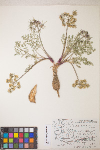 Lomatium macrocarpum image