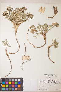 Lomatium macrocarpum image