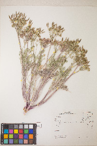 Lomatium macrocarpum image