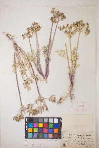 Lomatium macrocarpum image