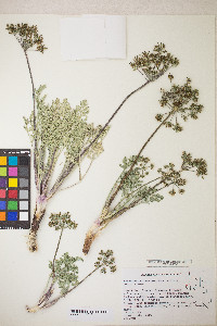 Lomatium macrocarpum image