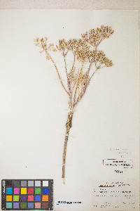 Lomatium macrocarpum image