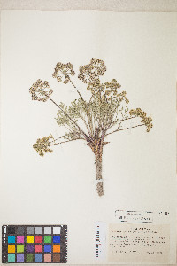 Lomatium macrocarpum image