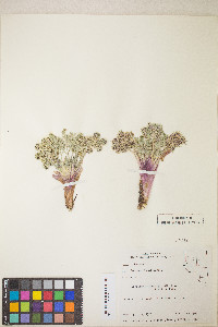 Lomatium macrocarpum image