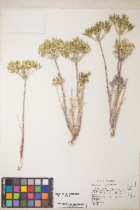 Lomatium macrocarpum image