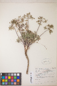 Lomatium macrocarpum image